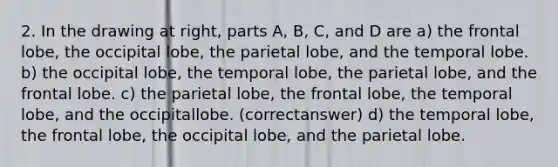 2. In the drawing at right, parts A, B, C, and D are a) the frontal lobe, the occipital lobe, the parietal lobe, and the temporal lobe. b) the occipital lobe, the temporal lobe, the parietal lobe, and the frontal lobe. c) the parietal lobe, the frontal lobe, the temporal lobe, and the occipitallobe. (correctanswer) d) the temporal lobe, the frontal lobe, the occipital lobe, and the parietal lobe.