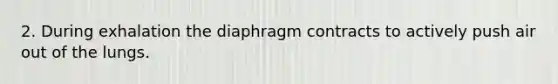 2. During exhalation the diaphragm contracts to actively push air out of the lungs.