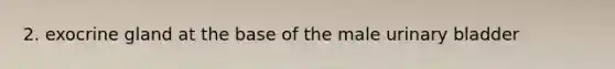 2. exocrine gland at the base of the male urinary bladder