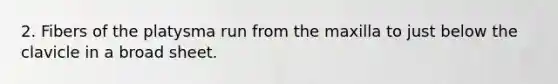 2. Fibers of the platysma run from the maxilla to just below the clavicle in a broad sheet.