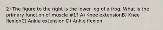 2) The figure to the right is the lower leg of a frog. What is the primary function of muscle #1? A) Knee extensionB) Knee flexionC) Ankle extension D) Ankle flexion