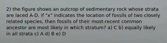 2) the figure shows an outcrop of sedimentary rock whose strata are laced A-D. if "x" indicates the location of fossils of two closely related species, then fossils of their most-recent common ancestor are most likely in which stratum? a) C b) equally likely in all strata c) A d) B e) D