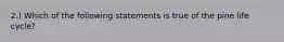 2.) Which of the following statements is true of the pine life cycle?