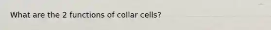 What are the 2 functions of collar cells?