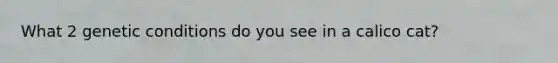 What 2 genetic conditions do you see in a calico cat?