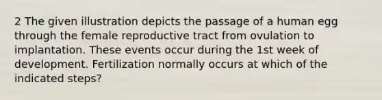 2 The given illustration depicts the passage of a human egg through the female reproductive tract from ovulation to implantation. These events occur during the 1st week of development. Fertilization normally occurs at which of the indicated steps?