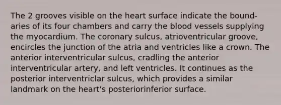 The 2 grooves visible on the heart surface indicate the bound-aries of its four chambers and carry the blood vessels supplying the myocardium. The coronary sulcus, atrioventricular groove, encircles the junction of the atria and ventricles like a crown. The anterior interventricular sulcus, cradling the anterior interventricular artery, and left ventricles. It continues as the posterior interventriclar sulcus, which provides a similar landmark on the heart's posteriorinferior surface.