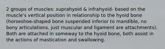 2 groups of muscles: suprahyoid & infrahyoid- based on the muscle's vertical position in relationship to the hyoid bone (horseshoe-shaped bone suspended inferior to mandible, no bony articulations, just muscular and ligament are attachments). Both are attached in someway to the hyoid bone, both assist in the actions of mastication and swallowing.