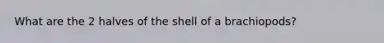 What are the 2 halves of the shell of a brachiopods?