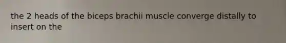 the 2 heads of the biceps brachii muscle converge distally to insert on the