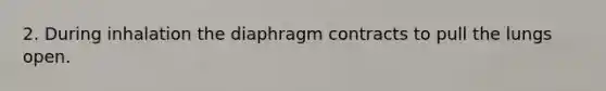 2. During inhalation the diaphragm contracts to pull the lungs open.