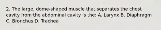 2. The large, dome-shaped muscle that separates the chest cavity from the abdominal cavity is the: A. Larynx B. Diaphragm C. Bronchus D. Trachea