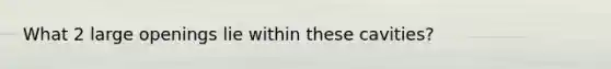 What 2 large openings lie within these cavities?