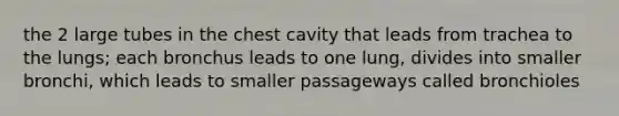 the 2 large tubes in the chest cavity that leads from trachea to the lungs; each bronchus leads to one lung, divides into smaller bronchi, which leads to smaller passageways called bronchioles