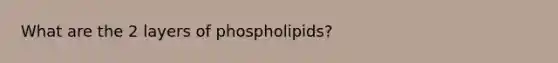 What are the 2 layers of phospholipids?