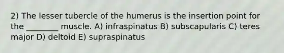 2) The lesser tubercle of the humerus is the insertion point for the ________ muscle. A) infraspinatus B) subscapularis C) teres major D) deltoid E) supraspinatus