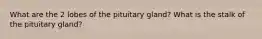 What are the 2 lobes of the pituitary gland? What is the stalk of the pituitary gland?