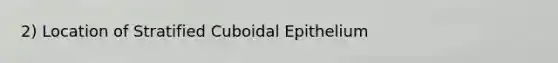 2) Location of Stratified Cuboidal Epithelium