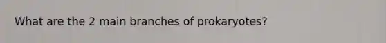 What are the 2 main branches of prokaryotes?