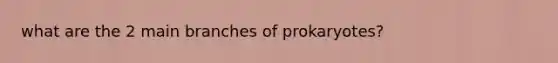 what are the 2 main branches of prokaryotes?