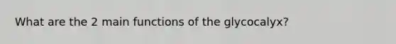 What are the 2 main functions of the glycocalyx?