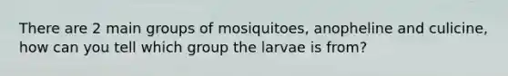 There are 2 main groups of mosiquitoes, anopheline and culicine, how can you tell which group the larvae is from?