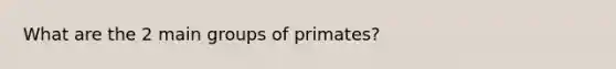 What are the 2 main groups of primates?