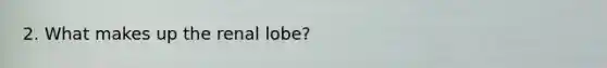 2. What makes up the renal lobe?