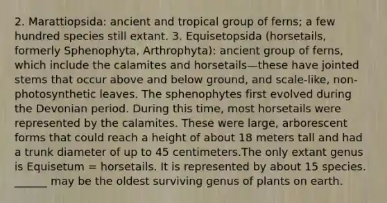 2. Marattiopsida: ancient and tropical group of ferns; a few hundred species still extant. 3. Equisetopsida (horsetails, formerly Sphenophyta, Arthrophyta): ancient group of ferns, which include the calamites and horsetails—these have jointed stems that occur above and below ground, and scale-like, non-photosynthetic leaves. The sphenophytes first evolved during the Devonian period. During this time, most horsetails were represented by the calamites. These were large, arborescent forms that could reach a height of about 18 meters tall and had a trunk diameter of up to 45 centimeters.The only extant genus is Equisetum = horsetails. It is represented by about 15 species. ______ may be the oldest surviving genus of plants on earth.