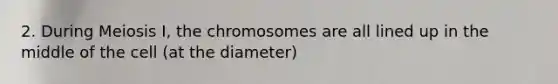 2. During Meiosis I, the chromosomes are all lined up in the middle of the cell (at the diameter)