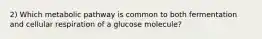 2) Which metabolic pathway is common to both fermentation and cellular respiration of a glucose molecule?