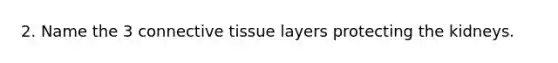 2. Name the 3 connective tissue layers protecting the kidneys.