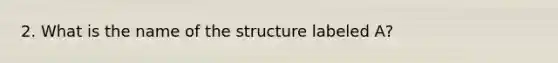 2. What is the name of the structure labeled A?