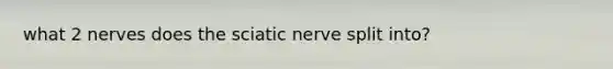 what 2 nerves does the sciatic nerve split into?