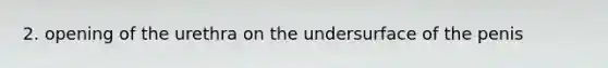 2. opening of the urethra on the undersurface of the penis