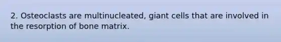 2. Osteoclasts are multinucleated, giant cells that are involved in the resorption of bone matrix.