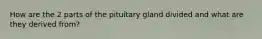 How are the 2 parts of the pituitary gland divided and what are they derived from?