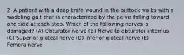 2. A patient with a deep knife wound in the buttock walks with a waddling gait that is characterized by the pelvis falling toward one side at each step. Which of the following nerves is damaged? (A) Obturator nerve (B) Nerve to obturator internus (C) Superior gluteal nerve (D) Inferior gluteal nerve (E) Femoralnerve