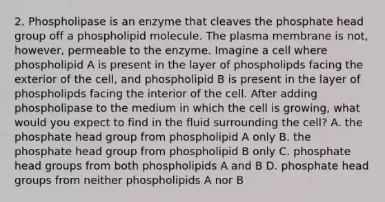 2. Phospholipase is an enzyme that cleaves the phosphate head group off a phospholipid molecule. The plasma membrane is not, however, permeable to the enzyme. Imagine a cell where phospholipid A is present in the layer of phospholipds facing the exterior of the cell, and phospholipid B is present in the layer of phospholipds facing the interior of the cell. After adding phospholipase to the medium in which the cell is growing, what would you expect to find in the fluid surrounding the cell? A. the phosphate head group from phospholipid A only B. the phosphate head group from phospholipid B only C. phosphate head groups from both phospholipids A and B D. phosphate head groups from neither phospholipids A nor B