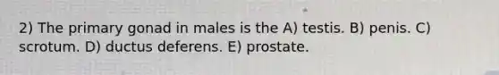 2) The primary gonad in males is the A) testis. B) penis. C) scrotum. D) ductus deferens. E) prostate.