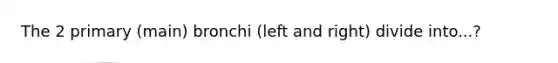 The 2 primary (main) bronchi (left and right) divide into...?