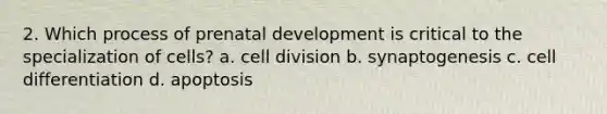 2. Which process of prenatal development is critical to the specialization of cells? a. cell division b. synaptogenesis c. cell differentiation d. apoptosis