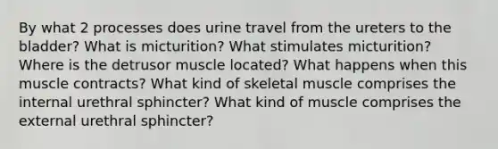 By what 2 processes does urine travel from the ureters to the bladder? What is micturition? What stimulates micturition? Where is the detrusor muscle located? What happens when this muscle contracts? What kind of skeletal muscle comprises the internal urethral sphincter? What kind of muscle comprises the external urethral sphincter?