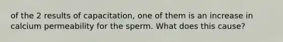 of the 2 results of capacitation, one of them is an increase in calcium permeability for the sperm. What does this cause?