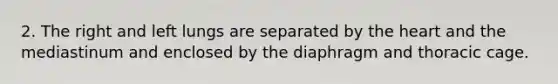 2. The right and left lungs are separated by <a href='https://www.questionai.com/knowledge/kya8ocqc6o-the-heart' class='anchor-knowledge'>the heart</a> and the mediastinum and enclosed by the diaphragm and thoracic cage.