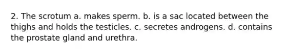 2. The scrotum a. makes sperm. b. is a sac located between the thighs and holds the testicles. c. secretes androgens. d. contains the prostate gland and urethra.