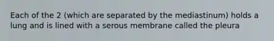 Each of the 2 (which are separated by the mediastinum) holds a lung and is lined with a serous membrane called the pleura