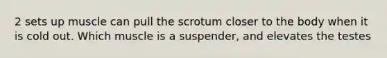 2 sets up muscle can pull the scrotum closer to the body when it is cold out. Which muscle is a suspender, and elevates the testes