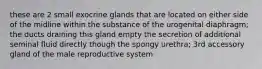 these are 2 small exocrine glands that are located on either side of the midline within the substance of the urogenital diaphragm; the ducts draining this gland empty the secretion of additional seminal fluid directly though the spongy urethra; 3rd accessory gland of the male reproductive system