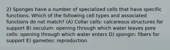 2) Sponges have a number of specialized cells that have specific functions. Which of the following cell types and associated functions do not match? (A) Collar cells: calcareous structures for support B) osculum: opening through which water leaves pore cells: opening through which water enters D) spongin: fibers for support E) gametes: reproduction